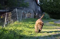 Quetzal, a male Spanish Mastiff for sale in Dryden, VA – Photo 2 of 7