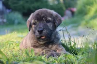 Quetzal, a male Spanish Mastiff for sale in Dryden, VA – Photo 1 of 7