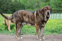 Quetzal, a male Spanish Mastiff for sale in Dryden, VA – Photo 7 of 7