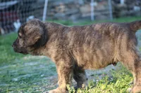 Quetzal, a male Spanish Mastiff for sale in Dryden, VA – Photo 3 of 7