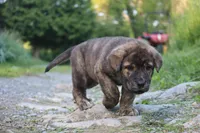 Quetzal, a male Spanish Mastiff for sale in Dryden, VA – Photo 4 of 7