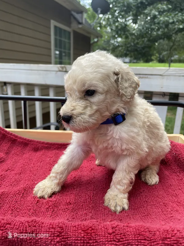 Dark blue boy – Labradoodle puppy for sale in Douglasville, GA