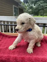 Dark blue boy, a male Labradoodle for sale in Douglasville, GA – 1 of 5