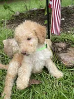 Lucky , a male Labradoodle for sale in Douglasville, GA – 5 of 5