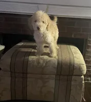 Lucky , a male Labradoodle for sale in Douglasville, GA – 3 of 4