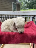 Dark blue boy, a male Labradoodle for sale in Douglasville, GA – 5 of 5