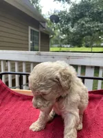 Green boy, a male Labradoodle for sale in Douglasville, GA – 3 of 4