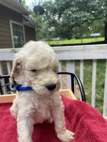 Dark blue boy, a male Labradoodle for sale in Douglasville, GA – 4 of 5