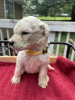Yellow boy, a male Labradoodle for sale in Douglasville, GA – 4 of 5