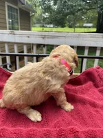 Pink girl , a female Labradoodle for sale in Douglasville, GA – 3 of 5