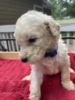 Dark blue boy, a male Labradoodle for sale in Douglasville, GA – 2 of 5
