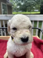 Yellow boy, a male Labradoodle for sale in Douglasville, GA – 3 of 5