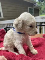 Dark blue boy, a male Labradoodle for sale in Douglasville, GA – 3 of 5