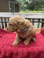 Light blue boy , a male Labradoodle for sale in Douglasville, GA – 6 of 6