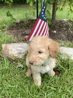 Lucky , a male Labradoodle for sale in Douglasville, GA – 2 of 5