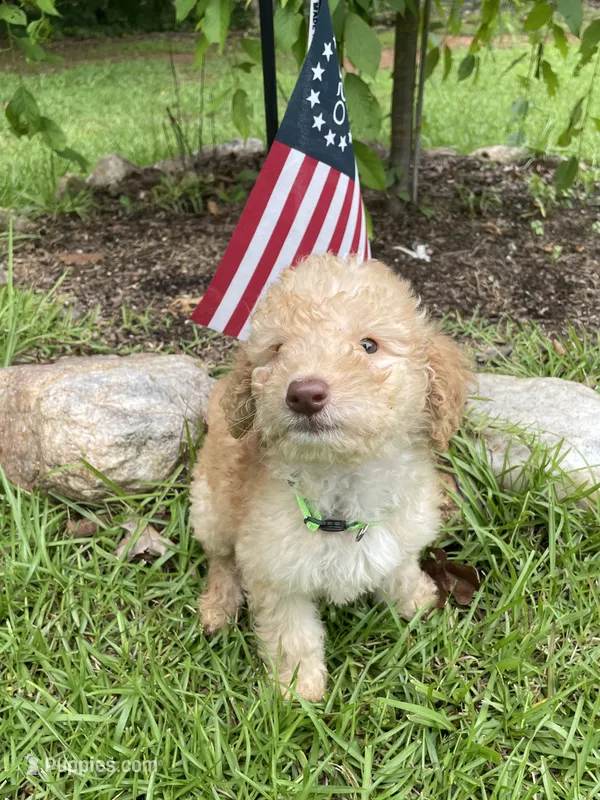 Lucky  – Labradoodle puppy for sale in Douglasville, GA