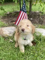 Lucky , a male Labradoodle for sale in Douglasville, GA – 1 of 5