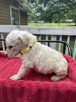 Yellow boy, a male Labradoodle for sale in Douglasville, GA – 2 of 5