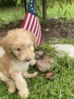 Lucky , a male Labradoodle for sale in Douglasville, GA – 3 of 5