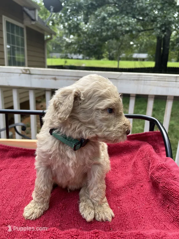Green boy – Labradoodle puppy for sale in Douglasville, GA