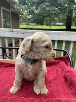 Green boy, a male Labradoodle for sale in Douglasville, GA – 1 of 4