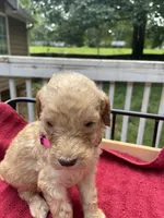 Pink girl , a female Labradoodle for sale in Douglasville, GA – 4 of 5