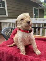Red boy, a male Labradoodle for sale in Douglasville, GA – 2 of 4