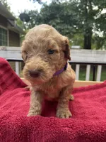 Purple girl, a female Labradoodle for sale in Douglasville, GA – 4 of 4