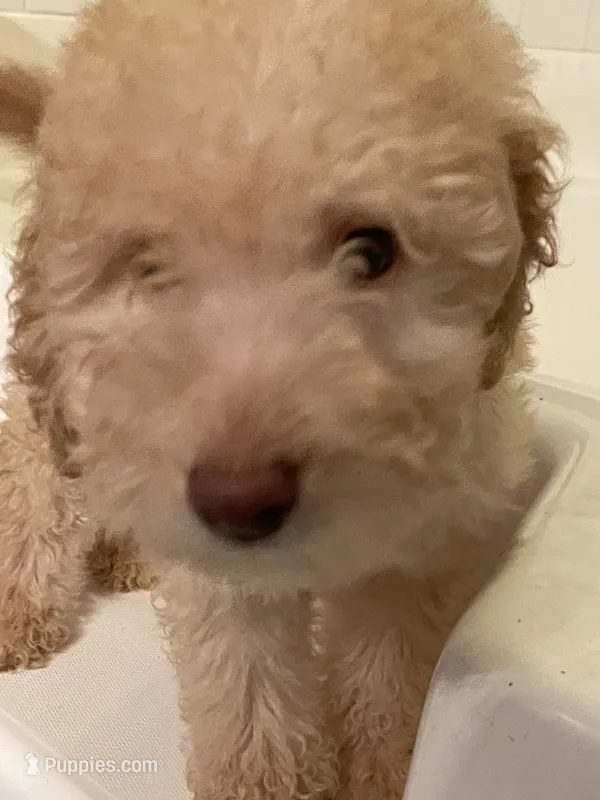 Lucky  – Labradoodle puppy for sale in Douglasville, GA