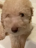 Lucky , a male Labradoodle for sale in Douglasville, GA – 1 of 4