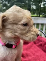 Pink girl , a female Labradoodle for sale in Douglasville, GA – 2 of 5