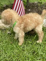 Lucky , a male Labradoodle for sale in Douglasville, GA – 4 of 5