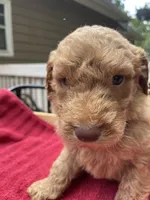 Light blue boy , a male Labradoodle for sale in Douglasville, GA – 5 of 6