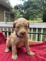 Purple girl, a female Labradoodle for sale in Douglasville, GA – 3 of 4