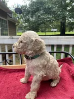 Green boy, a male Labradoodle for sale in Douglasville, GA – 4 of 4