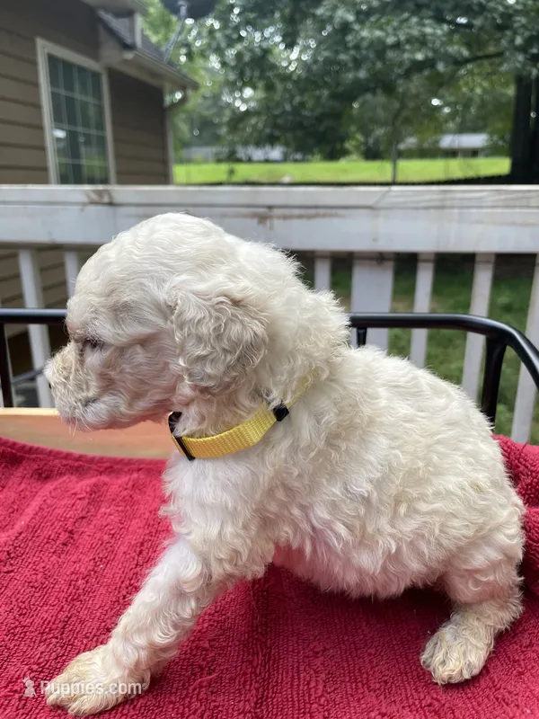 Yellow boy – Labradoodle puppy for sale in Douglasville, GA
