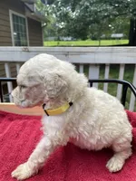 Yellow boy, a male Labradoodle for sale in Douglasville, GA – 1 of 5