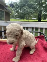 Green boy, a male Labradoodle for sale in Douglasville, GA – 2 of 4