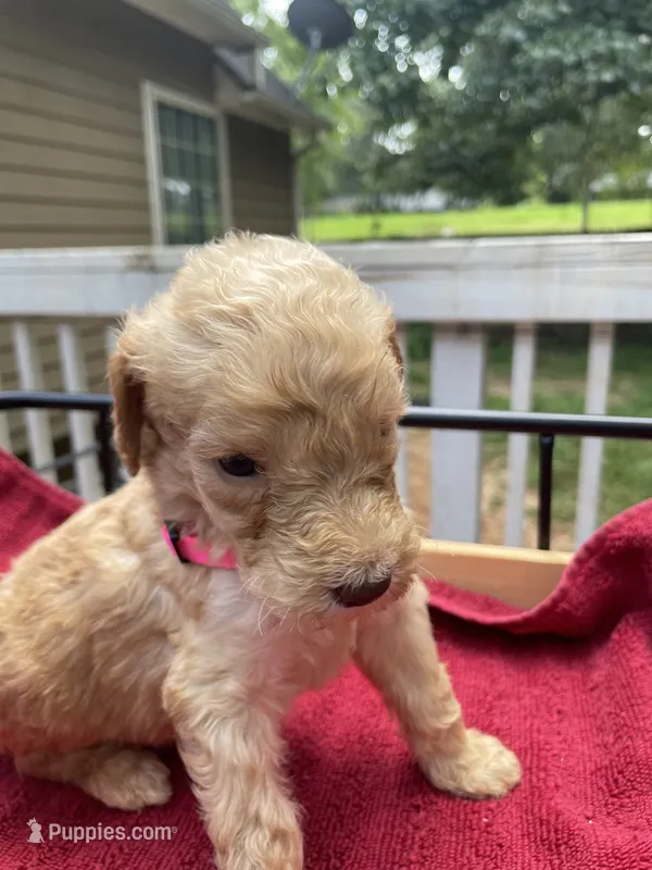 Pink girl  – Labradoodle puppy for sale in Douglasville, GA