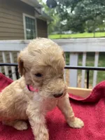 Pink girl , a female Labradoodle for sale in Douglasville, GA – 1 of 5