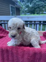 Yellow boy, a male Labradoodle for sale in Douglasville, GA – 5 of 5