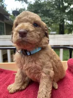 Light blue boy , a male Labradoodle for sale in Douglasville, GA – 2 of 6