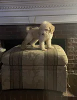 Lucky , a male Labradoodle for sale in Douglasville, GA – 4 of 4