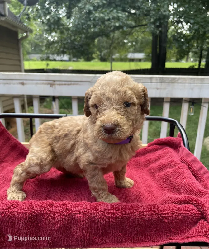 Purple girl – Labradoodle puppy for sale in Douglasville, GA