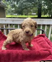 Purple girl, a female Labradoodle for sale in Douglasville, GA – 1 of 4