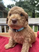 Light blue boy , a male Labradoodle for sale in Douglasville, GA – 4 of 6