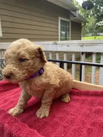 Purple girl, a female Labradoodle for sale in Douglasville, GA – 2 of 4