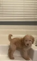 Lucky , a male Labradoodle for sale in Douglasville, GA – 2 of 4