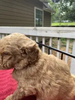 Light blue boy , a male Labradoodle for sale in Douglasville, GA – 3 of 6