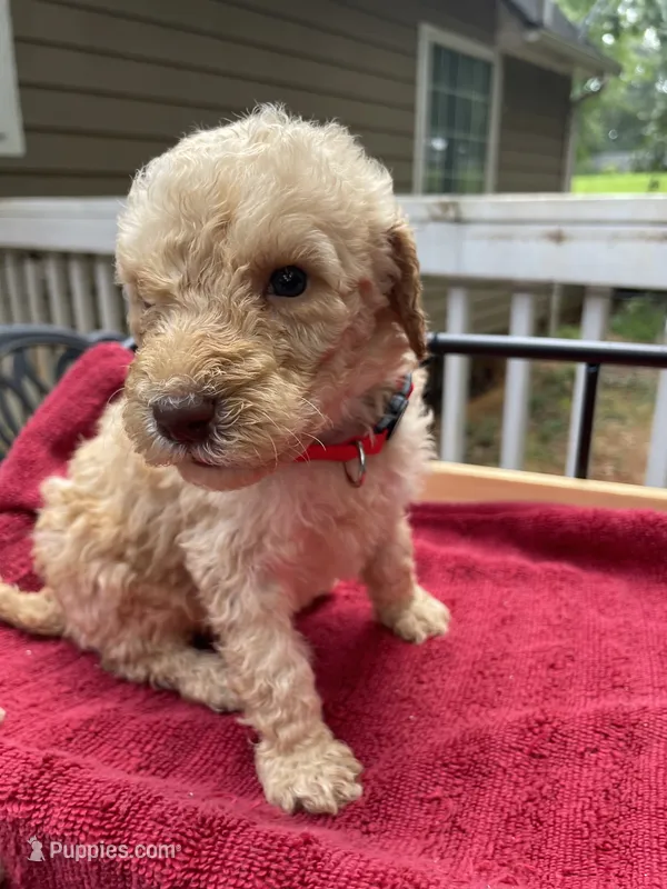Red boy – Labradoodle puppy for sale in Douglasville, GA